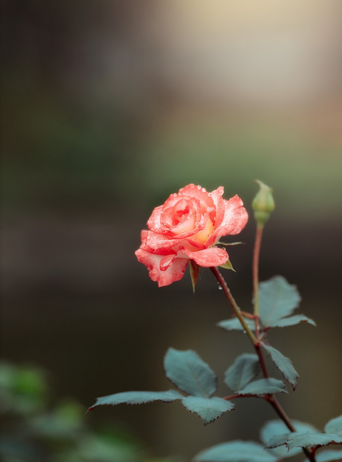 H2T  Brand new  2006 CD Lossless