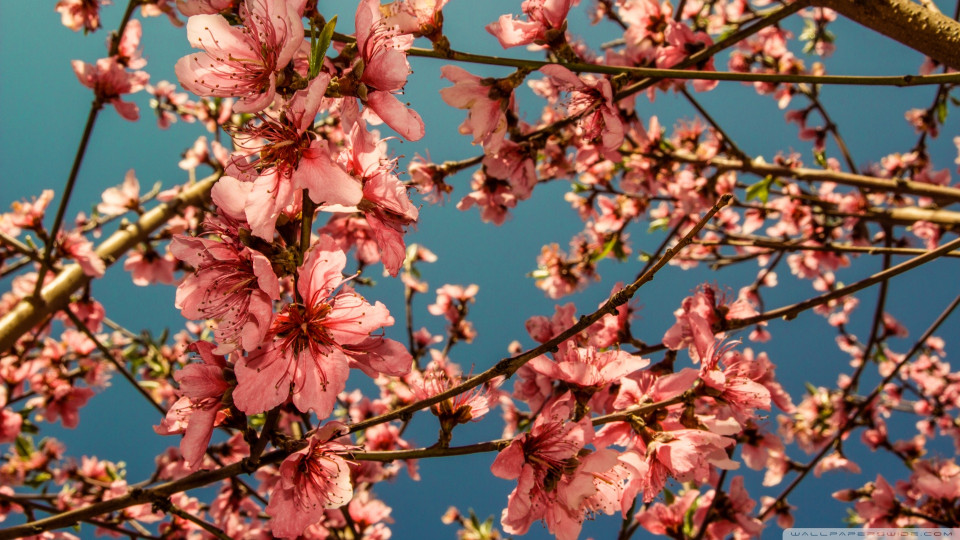 H2T Tết 2014 CD Lossless