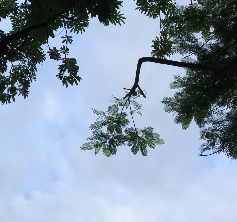 Various Artists - Romantic Guitar Melodies (浪漫吉他旋律) - Thanks For Your Love (谢谢你的爱) (2010)